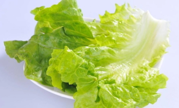 奶油萵苣營養