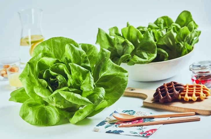 奶油萵苣種植方法