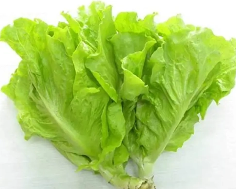 奶油萵苣種植方法