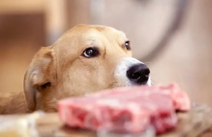 洋蔥對狗的影響