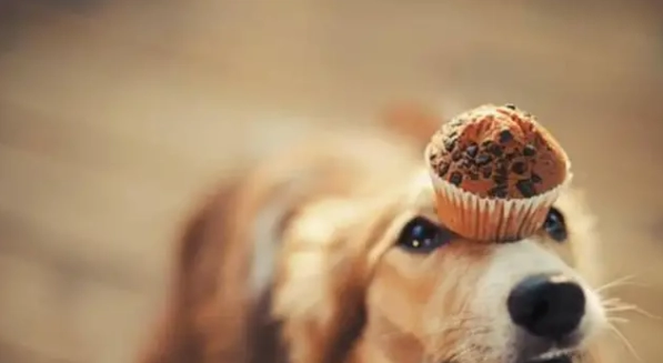 狗狗 可以吃 蛋糕 嗎