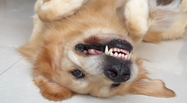 洋蔥對狗的毒性