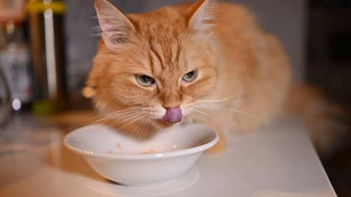 貓咪人類食物安全