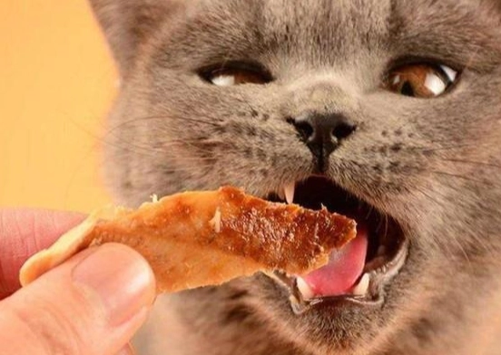 貓不能吃的食物