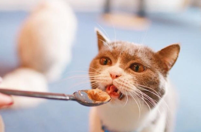 貓不能吃的食物