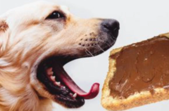 狗狗 可以吃 蛋糕 嗎