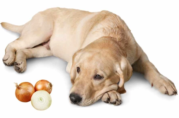 狗狗誤食洋蔥