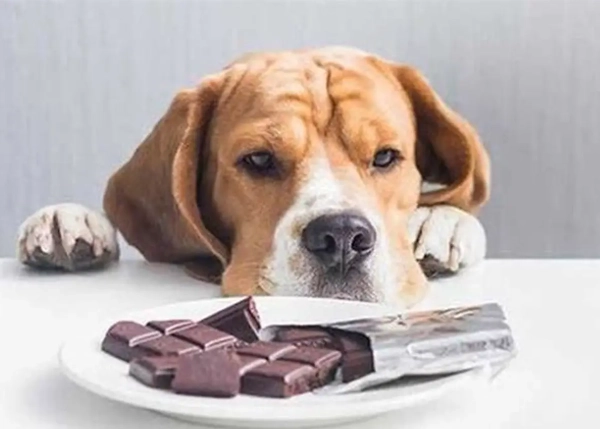 狗呕吐透明黏液原因