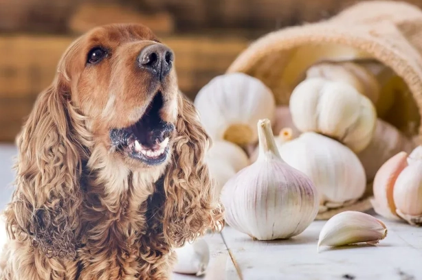 狗洋葱中毒症狀