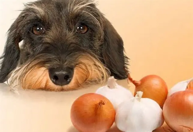 狗吃洋葱急救