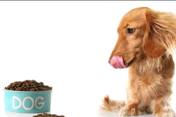 狗狗不能吃洋蔥