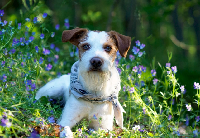 狗呕吐透明黏液原因