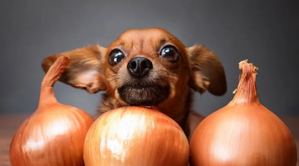 狗洋葱中毒症狀