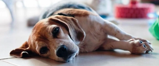 熟洋蔥對狗的影響