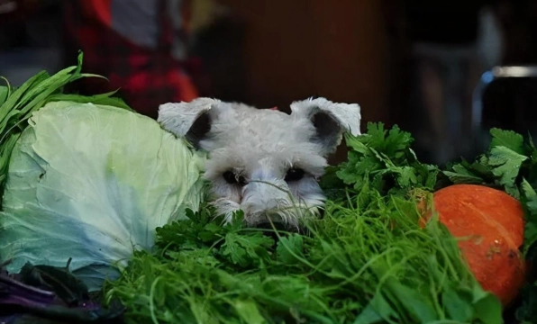 狗 不能吃的食物