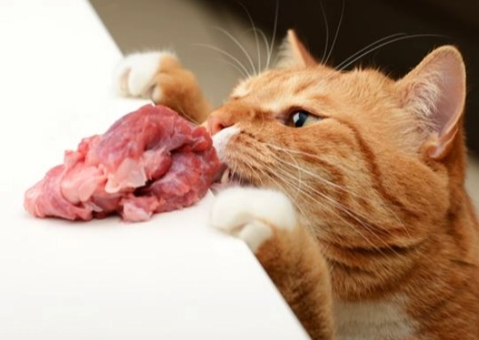 貓咪人類食物安全