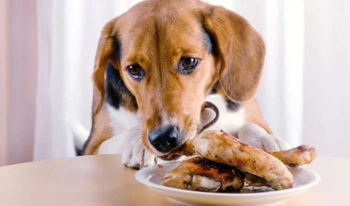 狗狗腸胃阻塞症狀