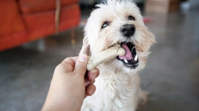 洋蔥對狗的毒性