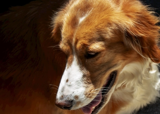 透明黏液呕吐处理