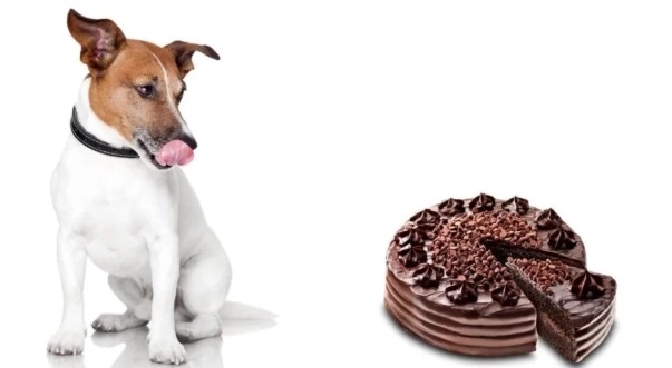 寵物 安全 零食