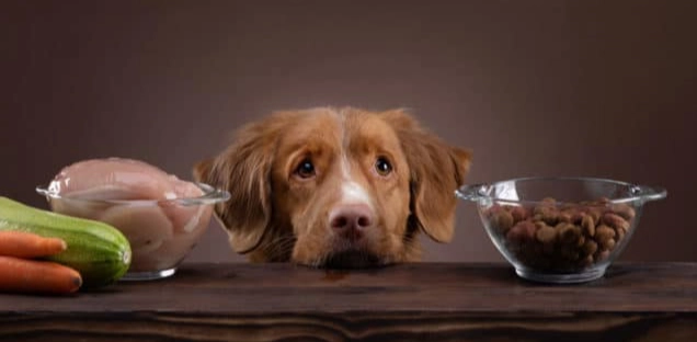 狗吃到異物怎麼辦