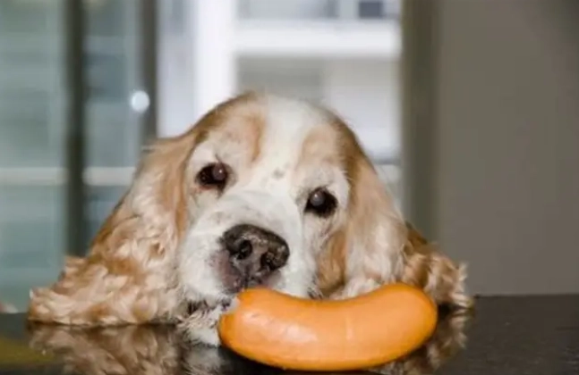 狗狗不能吃洋蔥