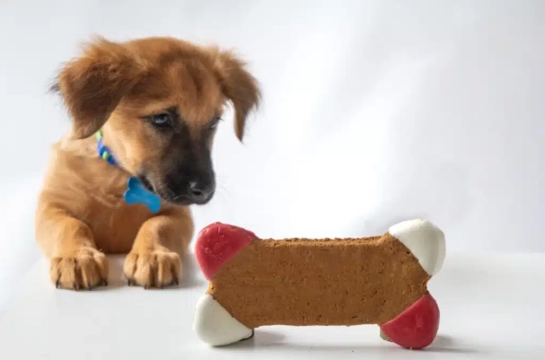 寵物 安全 零食