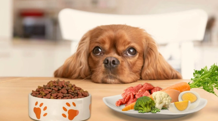 狗狗異物吞食症狀