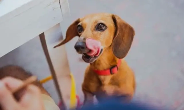 洋蔥對狗的毒性