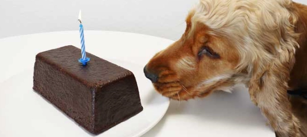 狗 巧克力 中毒