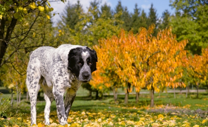 透明黏液呕吐处理