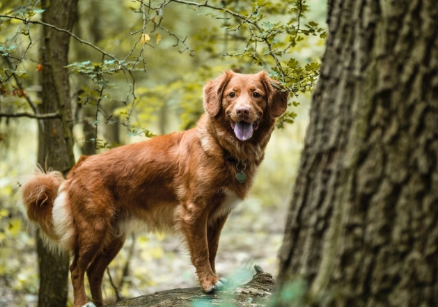 透明黏液呕吐处理