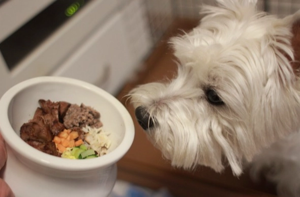 狗狗腸胃阻塞症狀