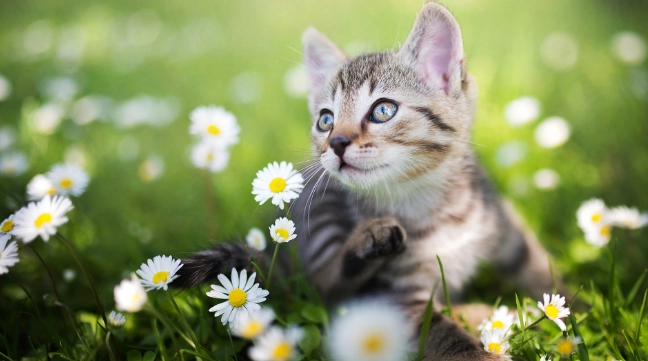 貓咪誤食異物處理