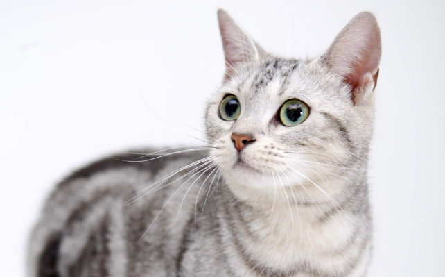 貓咪誤食塑膠處理