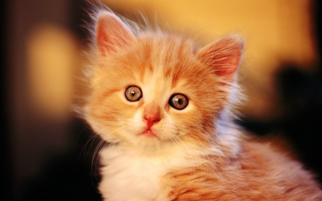 貓咪塑膠中毒症狀