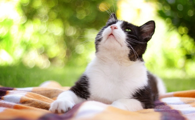 貓咪誤食塑膠處理