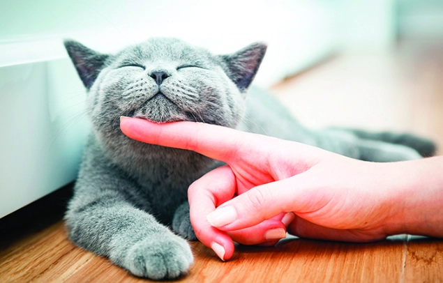 巧克力 對 貓 的 危害