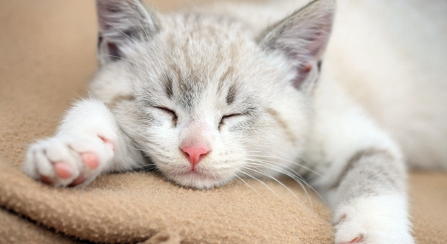 貓 巧克力 中毒