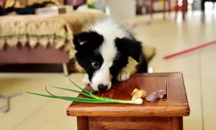 狗狗 不能吃 洋蔥