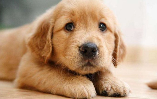 狗狗誤食巧克力