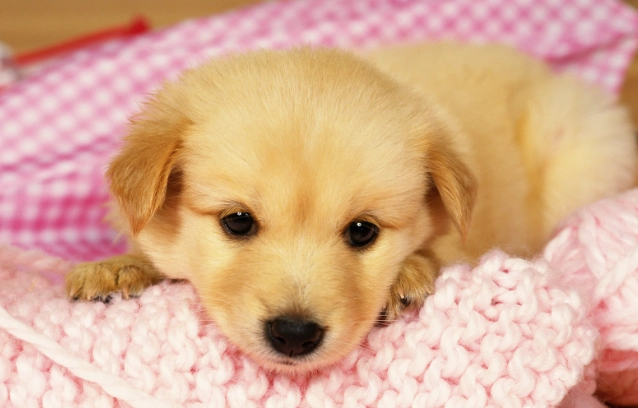 巧克力對狗有毒