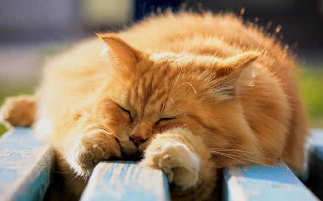 貓咪異物阻塞症狀