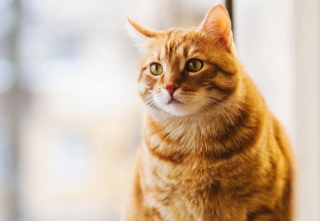 貓咪誤食巧克力