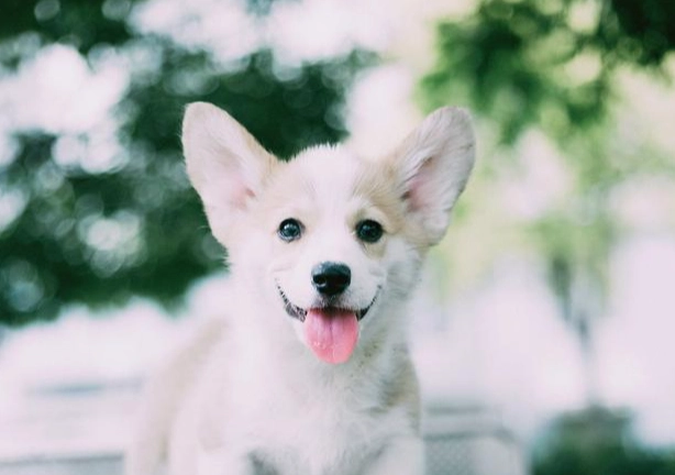 塑膠中毒狗症狀