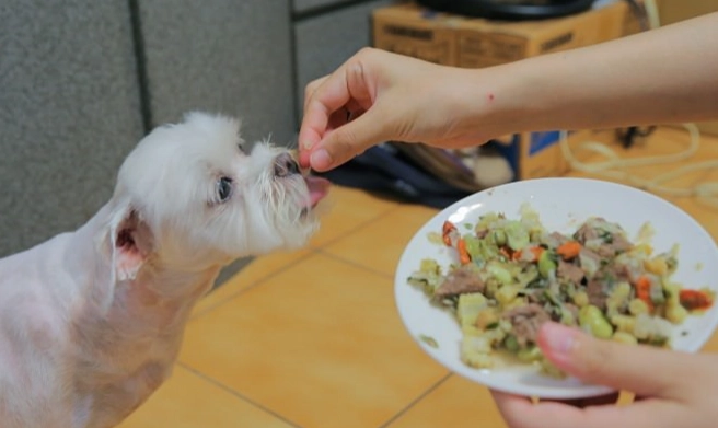 洋蔥 對狗 的 危害