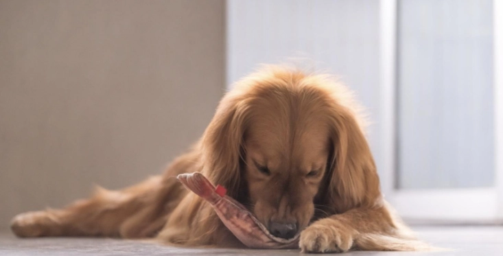 狗狗 不能吃 洋蔥