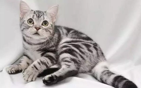 貓咪誤食巧克力處理