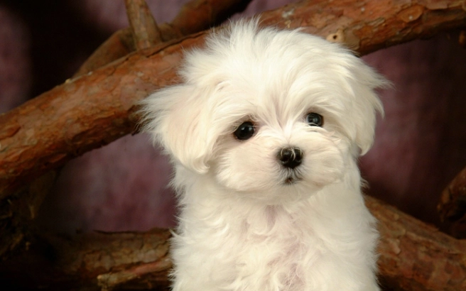 巧克力對狗有毒