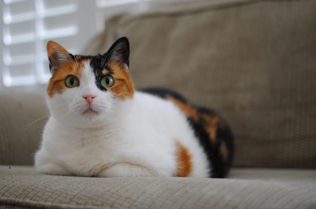 貓咪巧克力中毒